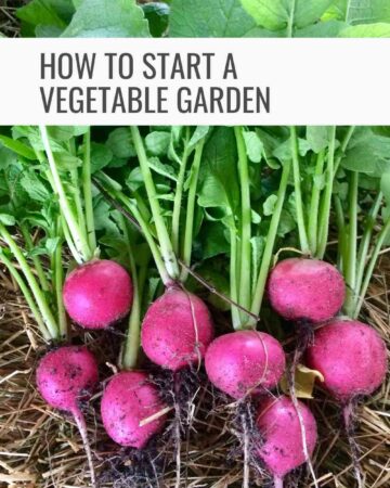 fresh pink radishes just picked from the garden text says, how to start a vegetable garden