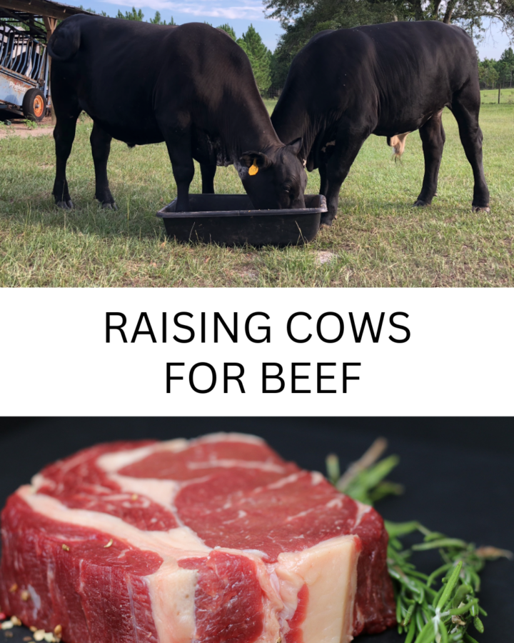 cows eating grain and steak